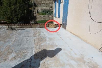 Nid frelon asiatique - Agrandir l'image 1 sur 2, fenêtre modale