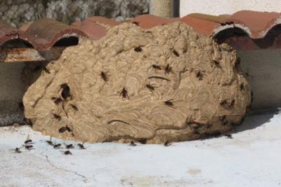 Nid frelon asiatique - Agrandir l'image 2 sur 2, fenêtre modale