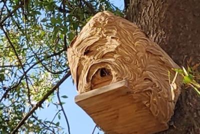 Nid frelon asiatique oiseau - Agrandir l'image 1 sur 2, fenêtre modale