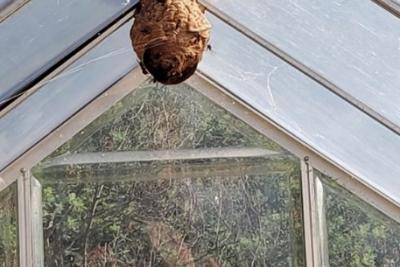 Nid frelon asiatique oiseau - Agrandir l'image 2 sur 2, fenêtre modale