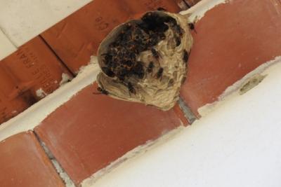 Nid frelon asiatique reconstruction - Agrandir l'image 1 sur 2, fenêtre modale