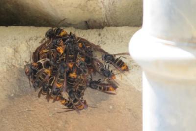 Nid frelon asiatique reconstruction - Agrandir l'image 2 sur 2, fenêtre modale