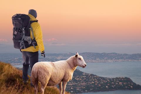 Vétérinaire ruraux