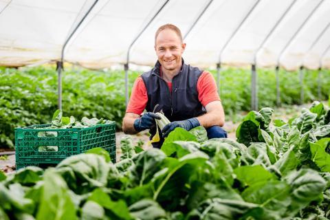 Un agriculteur dans une serre.
