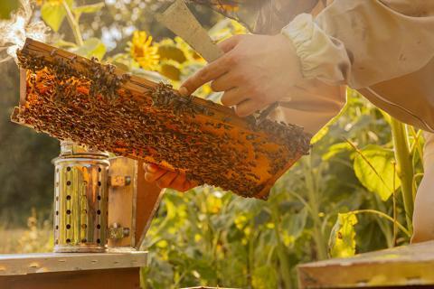 Apiculture avec des abeilles