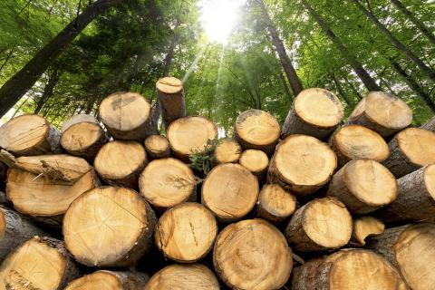 Rondins de bois dans une forêt