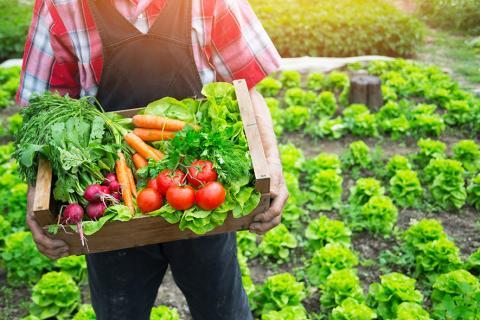 Agriculteur tenant une cagette de légumes.