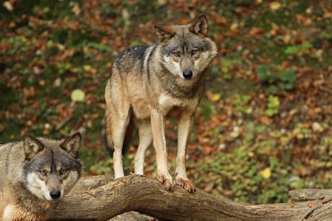 Loups Parc Alpha