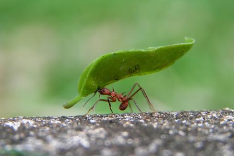 SAISON 1 : Les petites bêtes qui nous entourent