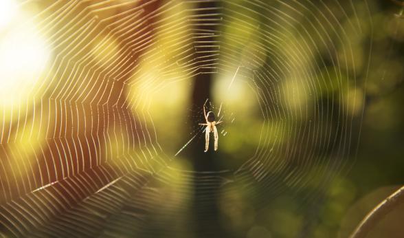 Les insectes et les araignées - Agrandir l'image, fenêtre modale