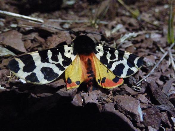 Papillon - Agrandir l'image, fenêtre modale