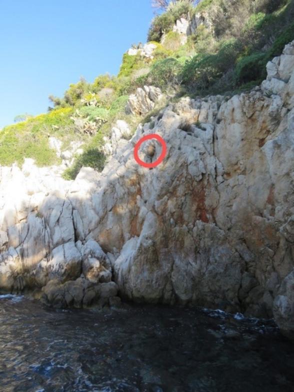 Nid frelon asiatique Saint-Jean-Cap-Ferrat - Agrandir l'image, fenêtre modale