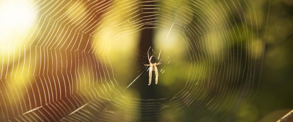 Les insectes et les araignées