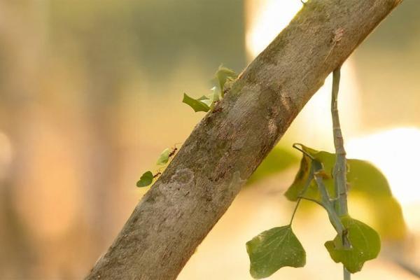 Signer le pacte Lucia