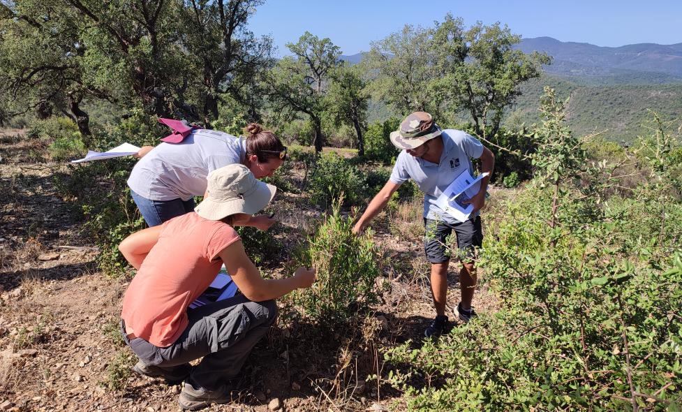 Agrandir l'image, fenêtre modale