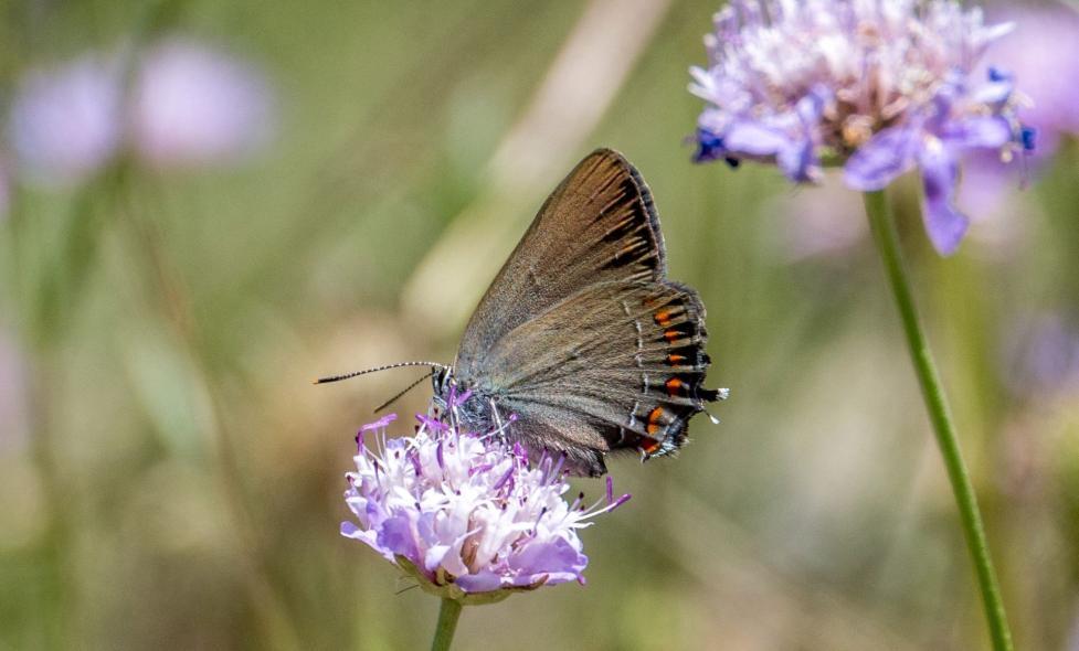 Agrandir l'image, fenêtre modale