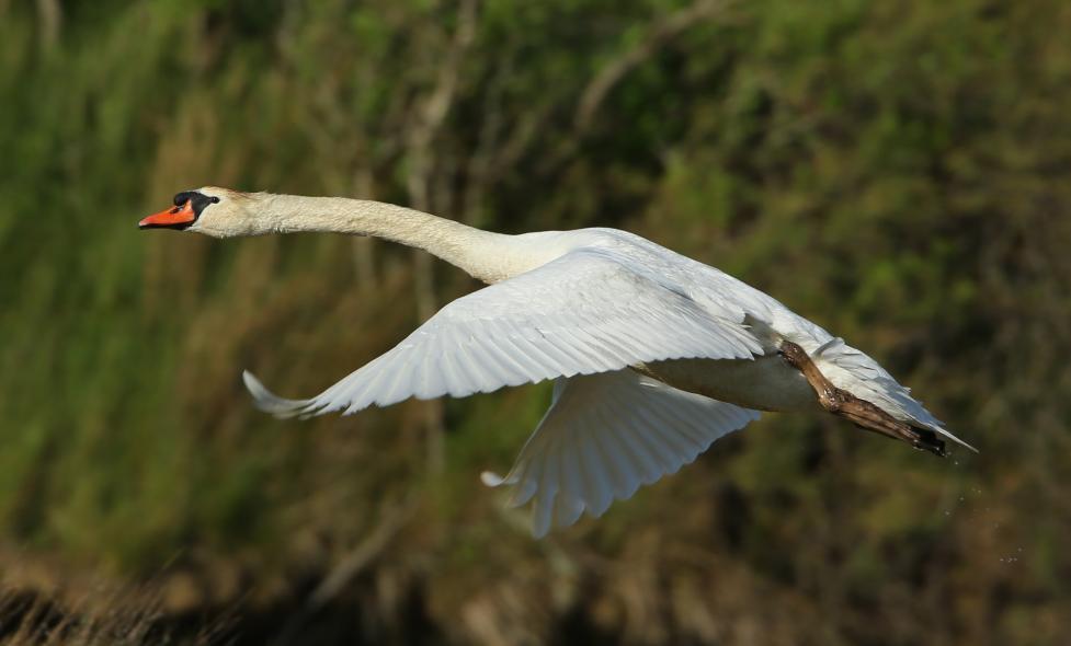 Micro-aventure : Zone humide à défendre - Agrandir l'image, fenêtre modale