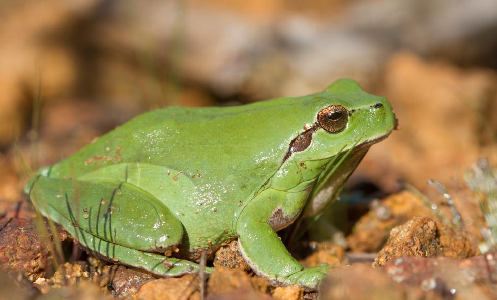 Balade - Rainette Méridionale - Agrandir l'image, fenêtre modale
