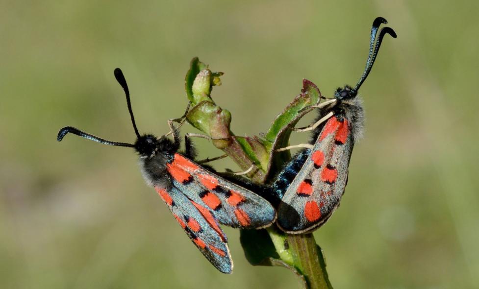 Balade Sinodon - Agrandir l'image, fenêtre modale