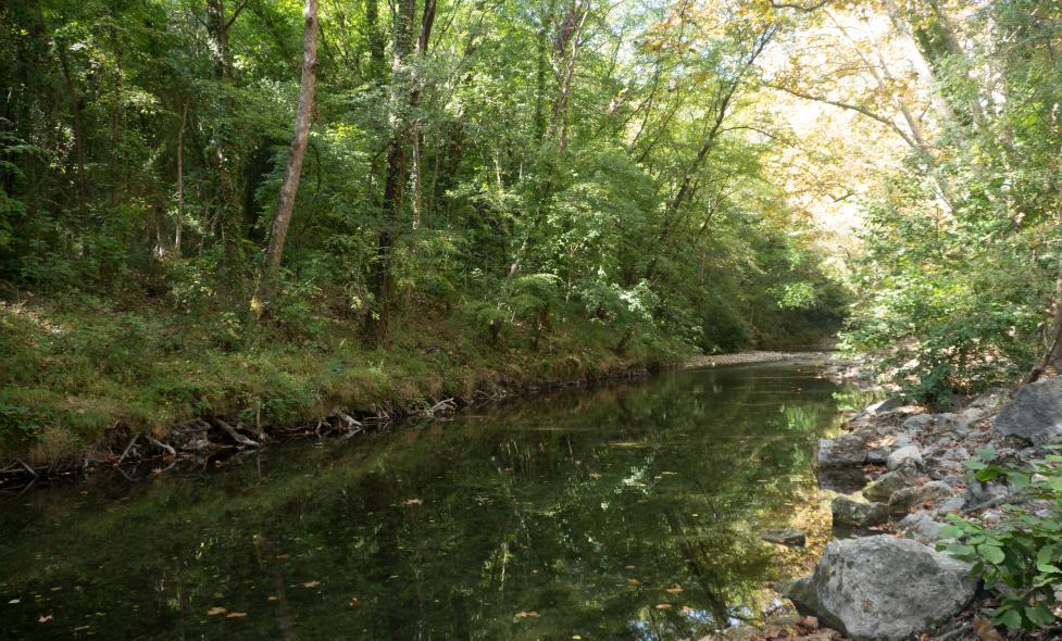 Loup - Plantes toxiques - Agrandir l'image, fenêtre modale