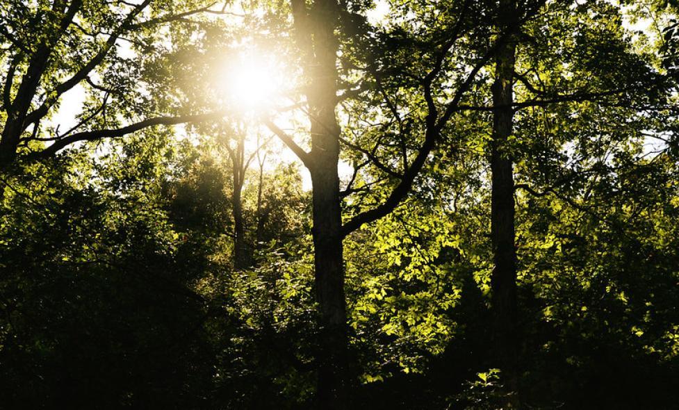 Vaugrenier - soleil - Agrandir l'image, fenêtre modale