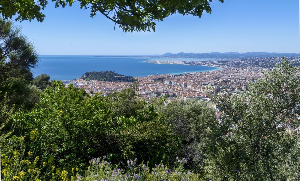 Vinaigrier - plantes méditerranéennes - Agrandir l'image, fenêtre modale