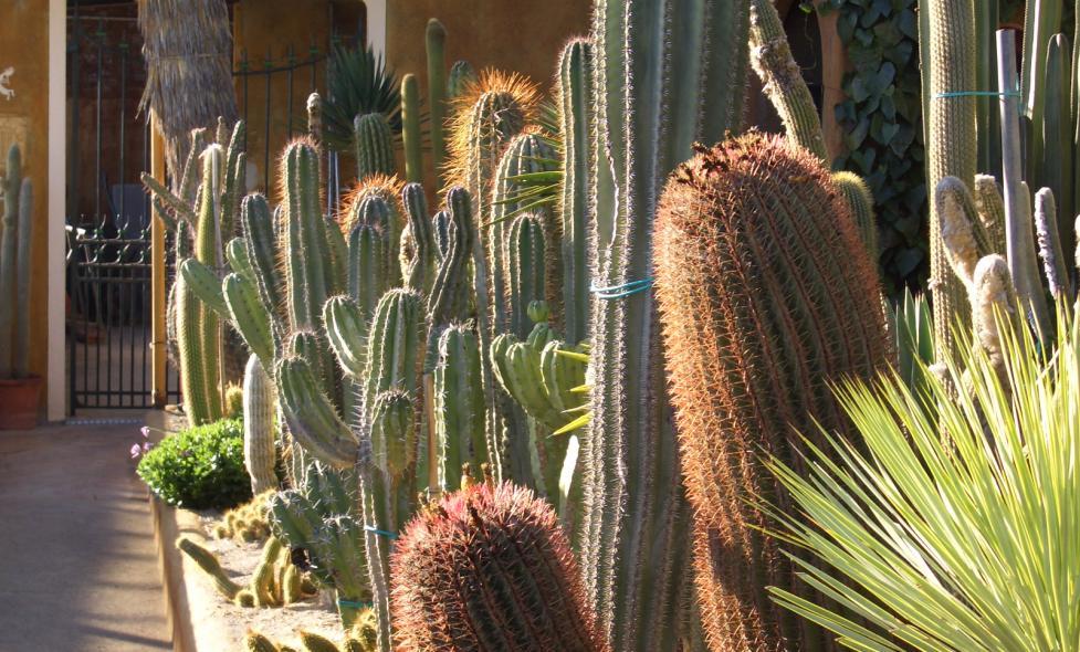 JARDIN EXOTIQUE PALLANCA - Agrandir l'image, fenêtre modale