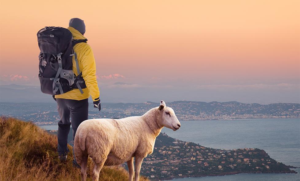 Vétérinaire ruraux - Agrandir l'image, fenêtre modale