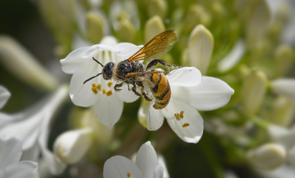 Animation Lycée agricole – frelon asiatique - Agrandir l'image, fenêtre modale