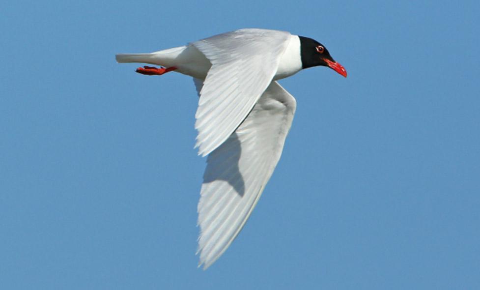Découverte des oiseaux hivernants du Parc des Rives du Var à son estuaire - Agrandir l'image, fenêtre modale