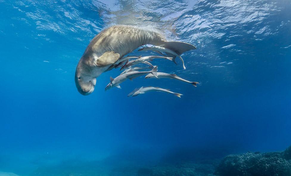 Expo - Fragile Océan - Agrandir l'image, fenêtre modale