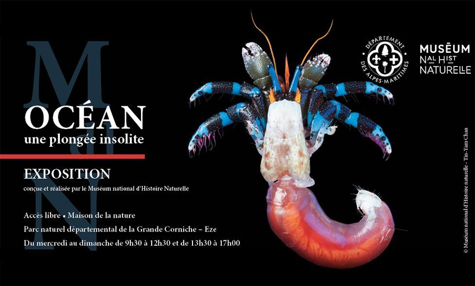 Expo Océan - Une plongée insolite - Agrandir l'image, fenêtre modale