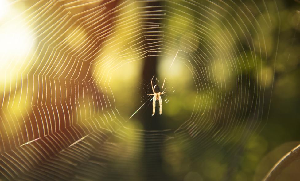 Les insectes et les araignées - Agrandir l'image, fenêtre modale