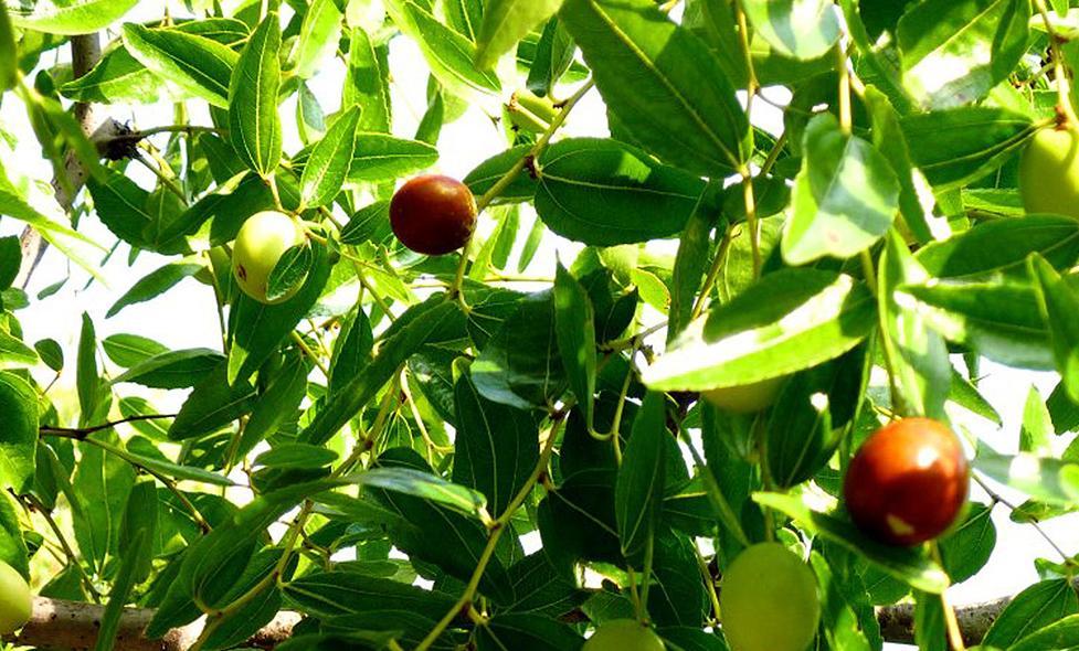 Jardin de l'Ecomusée Vivant de Provence - Agrandir l'image, fenêtre modale
