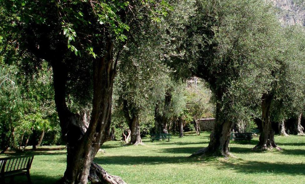 Jardin de l'Olivaie - Agrandir l'image, fenêtre modale