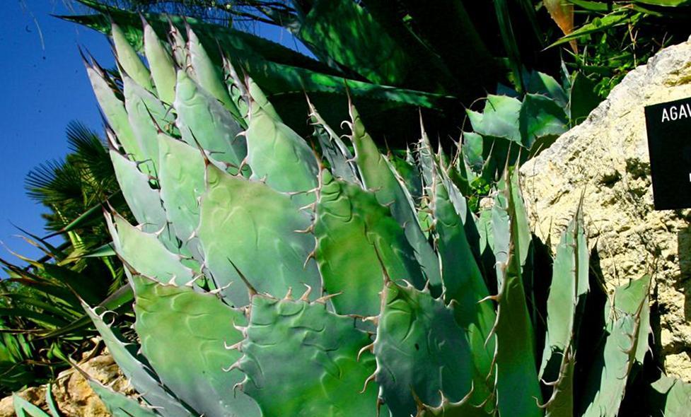 Jardin botanique Nice - Agrandir l'image, fenêtre modale