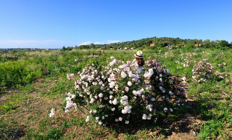 Agrandir l'image, fenêtre modale